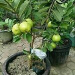 Guava Live Plant for Home and Garden