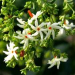 Parijaat live plant Parijat/harsingar ka podha
