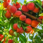 Peach  live plant – Adu ka podha
