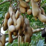 Tamarind Imli Live Plant (Imli ka paudha)