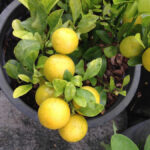 Lemon live plant Nimbu ka podha