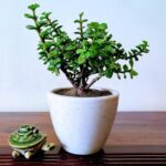 Zed Live Plant for Home and Garden, Green- Lucky Z plant or Kubreakshi ka podha