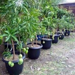Dwarf Grafted all season mango plant