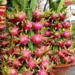 Dragon fruits live plant for home and garden