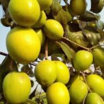 Apple ber live plant for home and garden