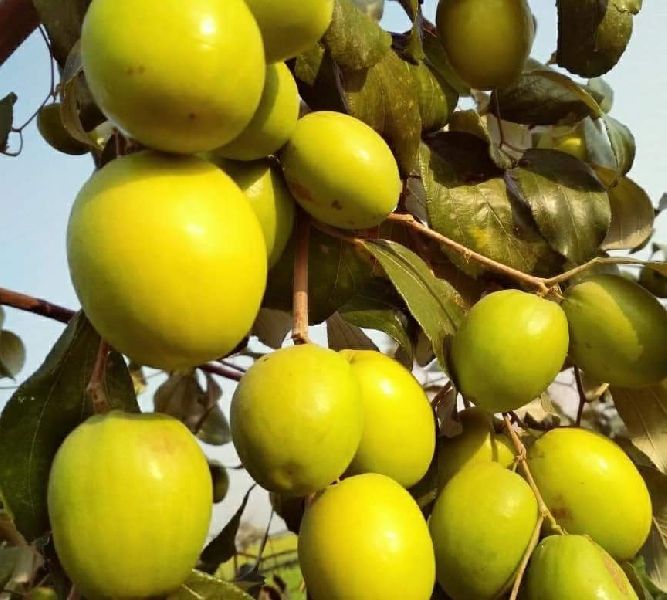 Apple ber live plant for home and garden – Bonsai Plants Nursery