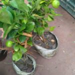 Bara masi live lemon plant- Baramasi Nimbu indoor and outdoor