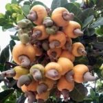 Cashew live plant kaju ka podha