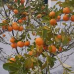 Kinnu live plant (Kinnu ka paudha) for home and garden
