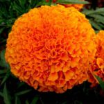 Orange marigold Live plant (orange genda) orange genda ka podha