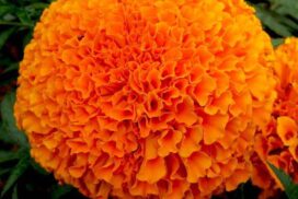 orange_merigold_plant_african