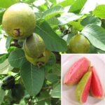Red guava fruit live plant (laal amrud ka podha) for home and garden