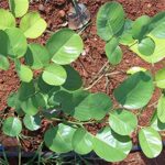 Red sandalwood live plant (laal chandan ka podha) for home and garden