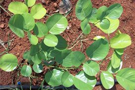 Red sandalwood plant for sale