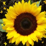 Sunflower live plant (surajmukhi ka podha) sunflower plant