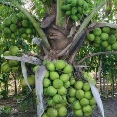 Dwarf coconut live plant (narial ka podha) hybrid coconut fruit plant