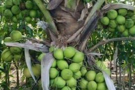 Buy online coconut live plant for home garden