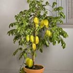 Star Fruit live plant kamrakh ka podha