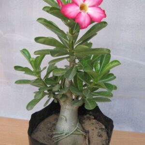 Laxmi kamal live plant ( lakshmi kamal ka podha ) for home decoration