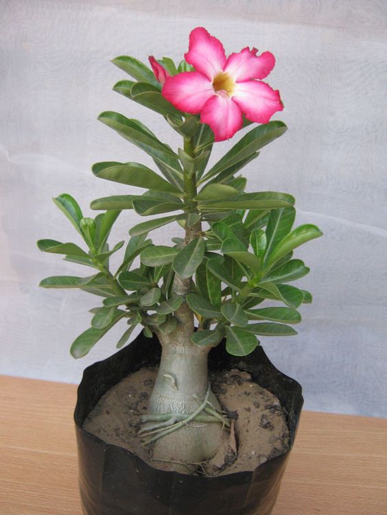 Bonsai adenium live flower plant - Bonsai Plants Nursery