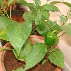 Capsicum live plant ( shimla mirch ka podha) - Bonsai Plants Nursery