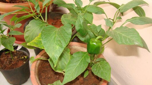 Capsicum live plant for rooftop garden