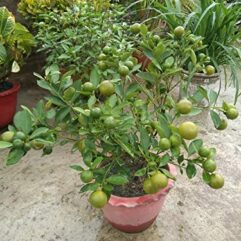 Big Baramasi Lemon Plant