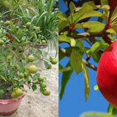 Live pomegranate live plant for home and rooftop garden