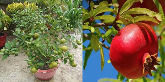 Live pomegranate live plant for home and rooftop garden