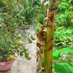 Buy g9 banana live plant for home and rooftop garden