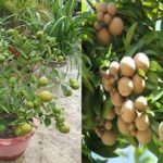Combo baramasi lemon and chiku live plant