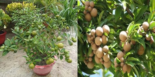 Big baaramasi lemon live plant for outdoor garden