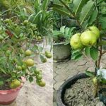 Combo baramasi lemon and guava live plant