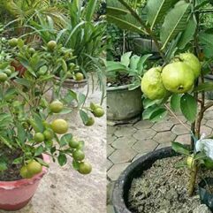 Buy grafted guava live plant for home garden