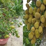 Combo baramasi lemon and jack fruit live plant
