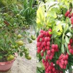 Combo baramasi lemon and lychee  live plant