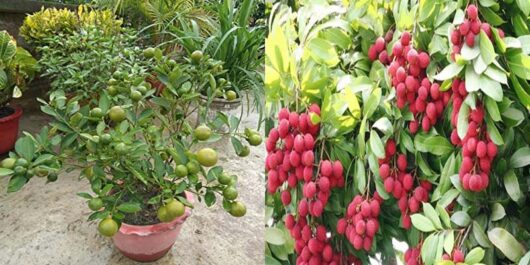 Baramasi lychee live plant for indoor gardening