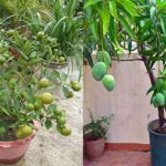 Combo baramasi lemon and baramasi mango live plant