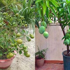 Buy baramasi mango live plant for indoor gardening