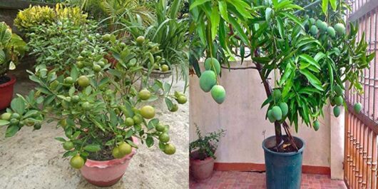 Buy baramasi mango live plant for indoor gardening