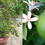 Combo baramasi lemon and mosambi live plant