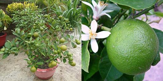 Best quality baramasi lemon live plant