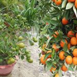 Combo baramasi lemon and orange live plant