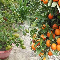 Buy orange live plant for rooftop garden