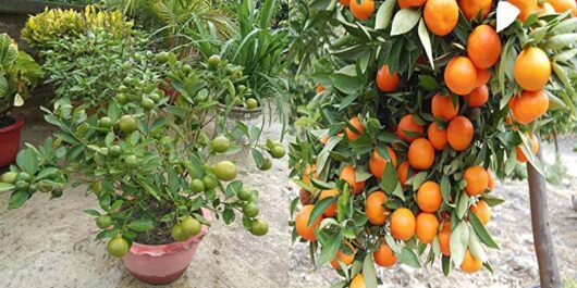 Buy orange live plant for rooftop garden