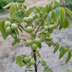 Walnut live plant (akhrot ka podha) hybrid akhrot dry fruit plant