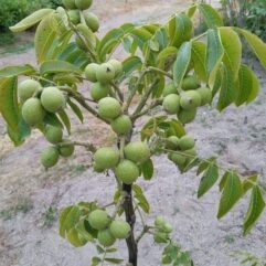 Buy walnut live plant for rooftop and home garden