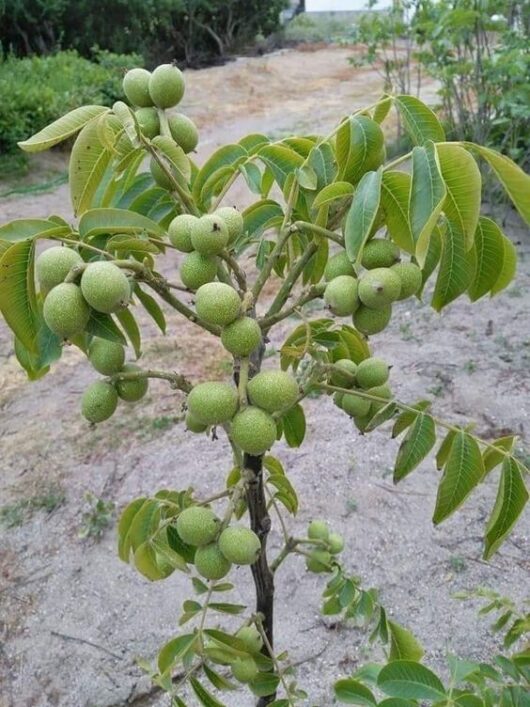 Buy walnut live plant for rooftop and home garden