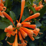 Flame vine flower plant for home and garden