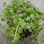 Tangled heart plant for home and garden